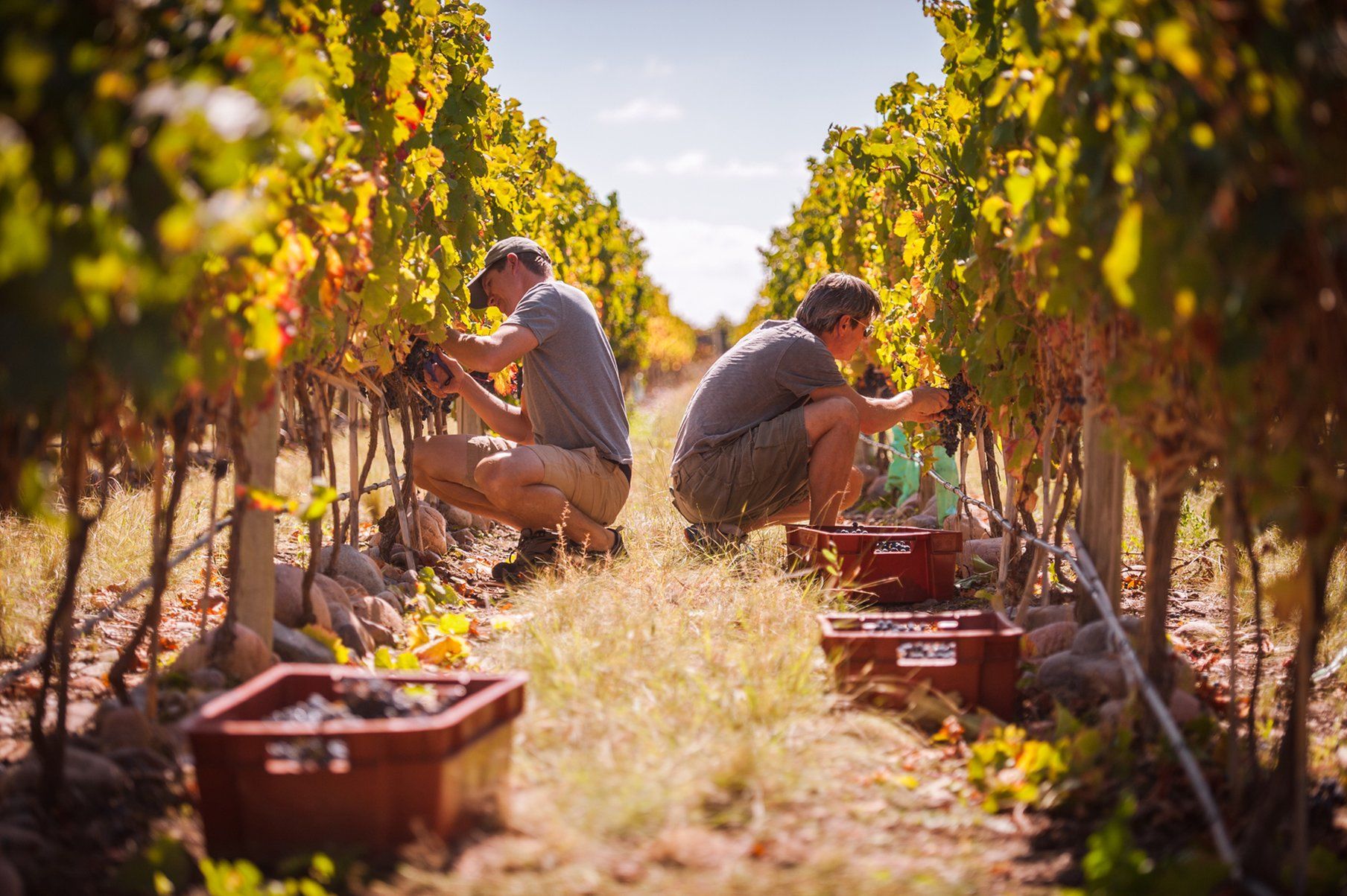 The Vines Resort & Spa Los Sauces  외부 사진